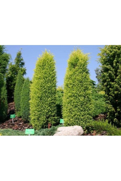 Можжевельник обыкновенный Голд Кон